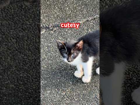Too Cute Li L Kitty Kitten Cat Shorts Viral Trending Fyp Reels Love Cute