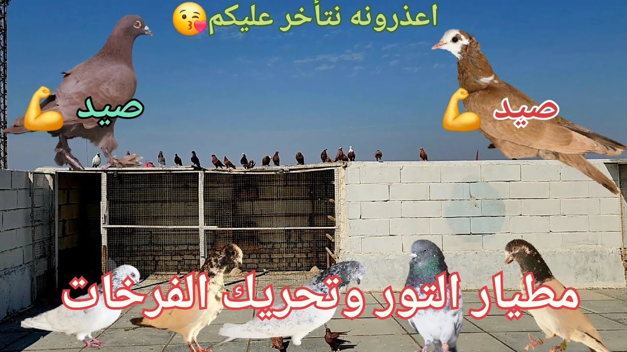 صيد زوج 💪تحريك فرخات التور👍مطيار التور اليوم✌️