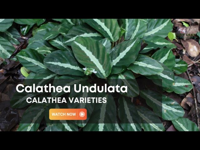 Calathea Undulata | Calathea Varieties | TinyLeaf - YouTube