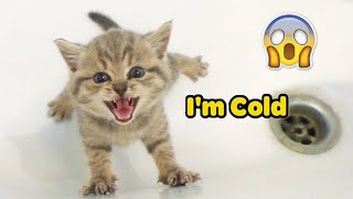 Omg! These Dogs 🐶 And Cats 😻 Speaking English | Tricksy Pets