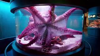 Exploris Aquarium Adventure