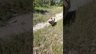 Бульдог Мигель #бульдогмигель