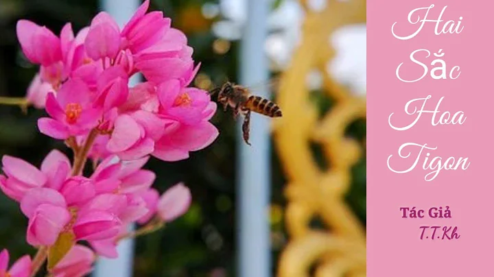 Hai Sắc Hoa TIGON, TG: T.T.Kh/Nếu biết rằng TÔI đã lấy chồng. Trời ơi! NGƯỜI ẤY có buồn không?