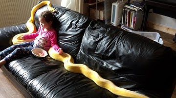 Girl Is BEST Friends With Pythons 😅 😳