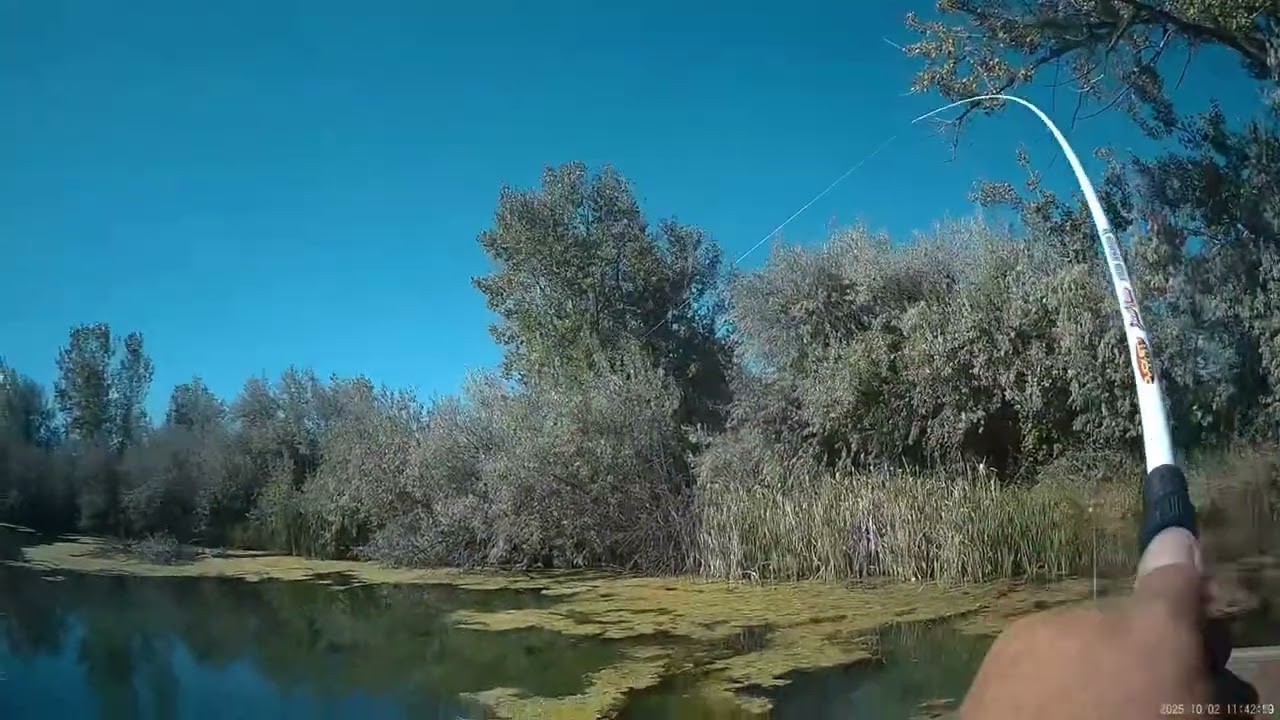 Don’t Let them Jump!