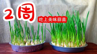 如何种植蒜苗:2周吃上蒜苗：水培大蒜怎么种？（快速剝蒜皮的方法）How to grow garlic in water quickly?【种菜养花】