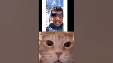 Cat Laugh Cat Funnyshorts Meme Catfunny Youtubeshorts 
