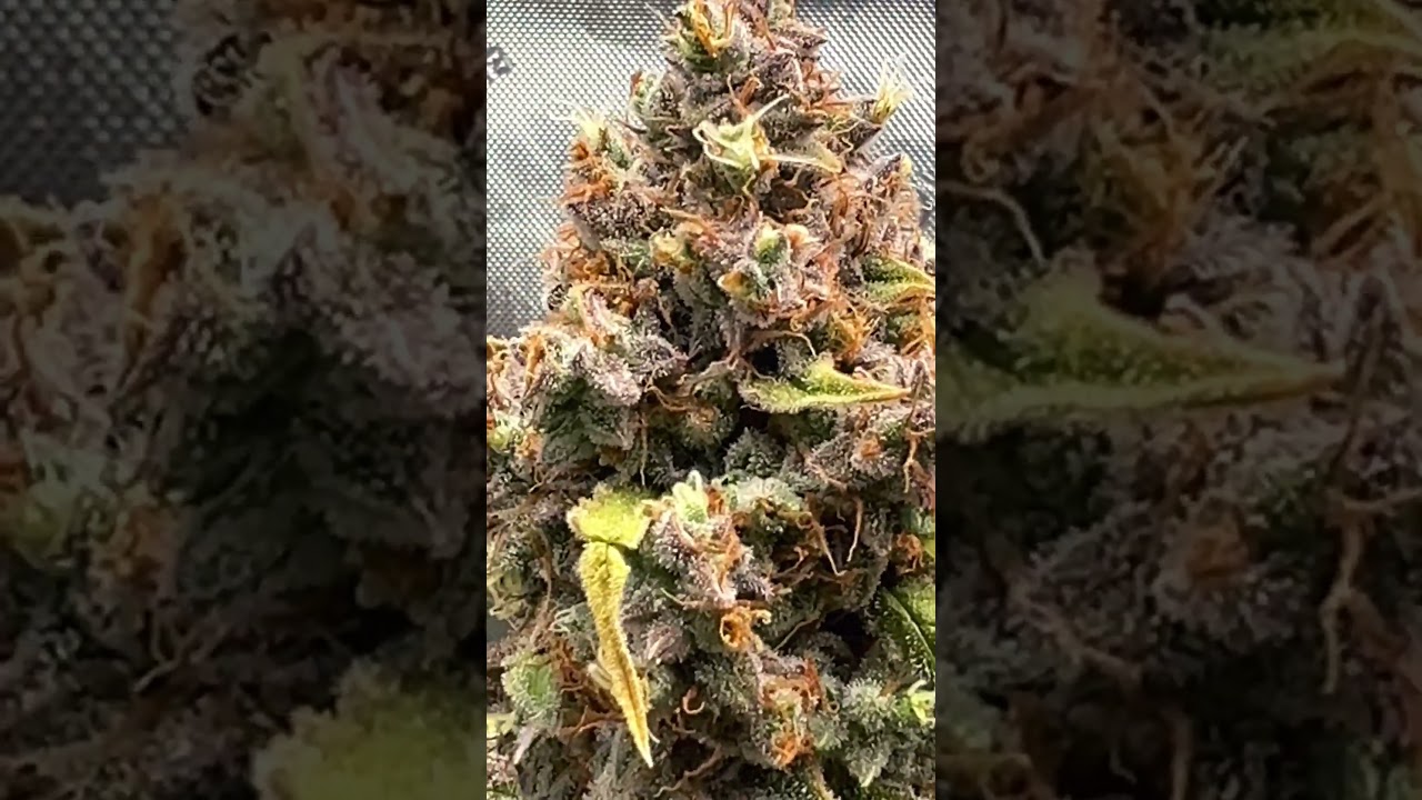 Harvest Day for Milky Way F1 Auto and GMO Auto.