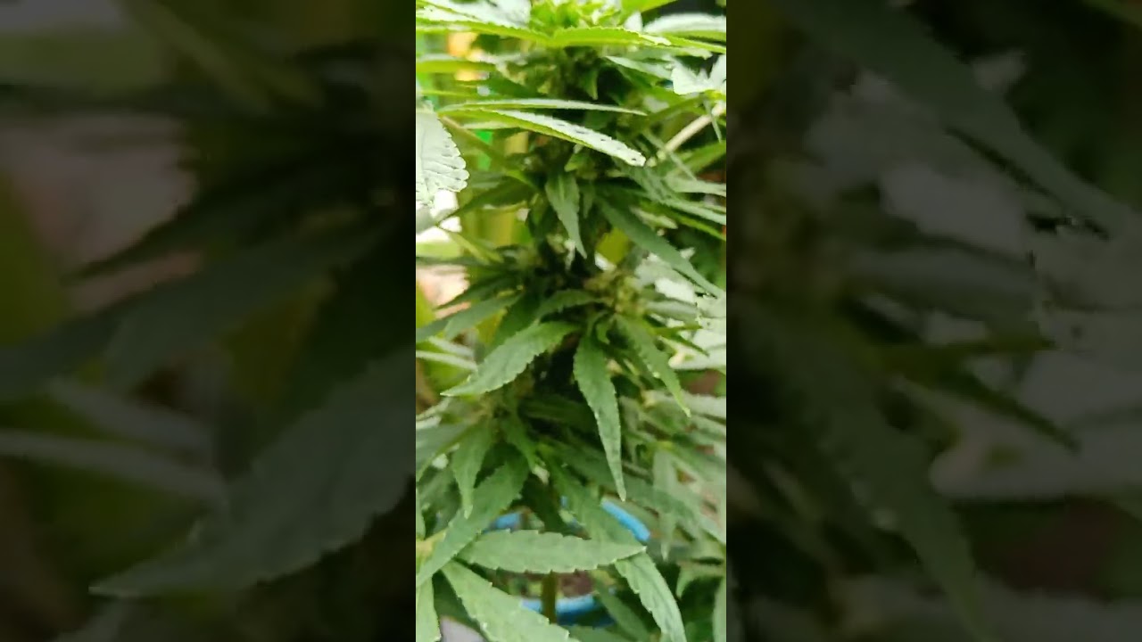 SEMMER​ SEASON​ 62​ DAY​  WEEK​ 9​ BCN​ CRITICAL​ XXL​ AUTO​ SEED​ STOCKERS​ GELATO​ PHOTO​ 69​ DAY​
