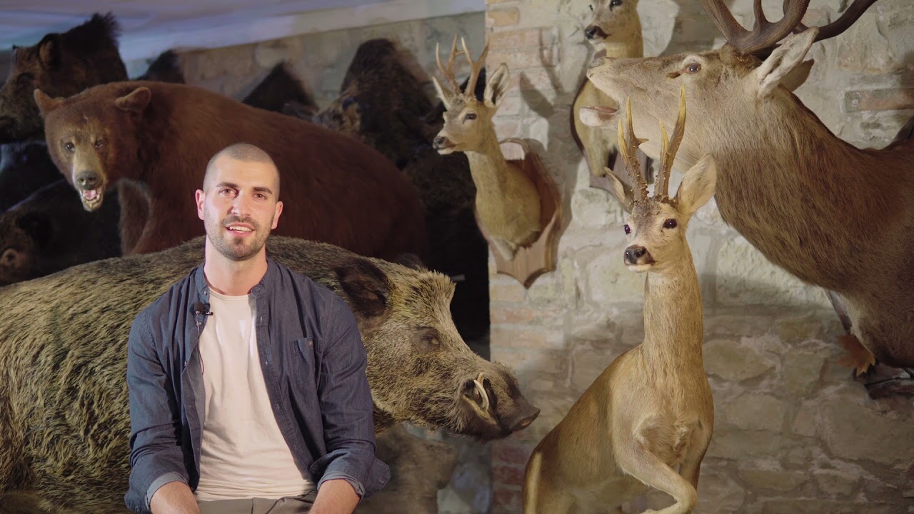 Tassidermia Stefano Panfili (preparatore naturalistico)