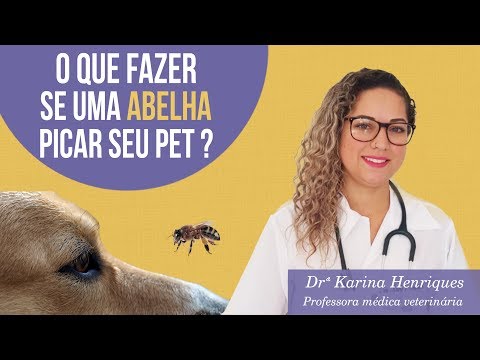 Vídeo: O Que Fazer Se Seu Cachorro For Picado Por Uma Abelha