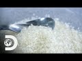 🔴 SUGAR | How It's Made