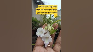 सोमवार को करें यह उपाय किस्मत चमक जाएगी 🙏 #shorts #pradeepmishra #upay #shortsfeed