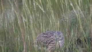 Black Crowned Night Herons
