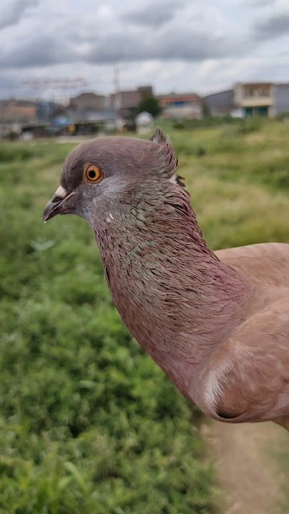 The 50 meter loose crest #mydove #dove #pigeon #alfattahchannel