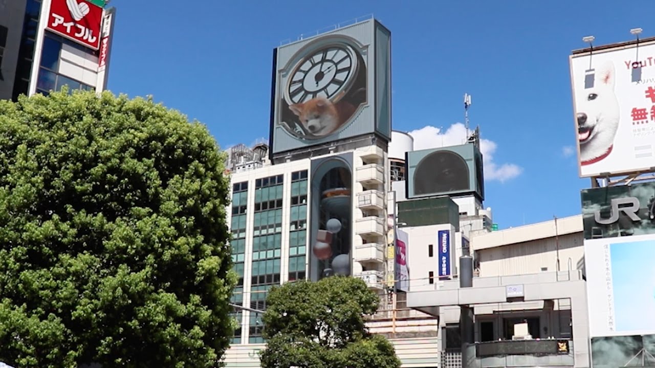 渋谷の3d 秋田犬 コロナ禍で苦境の屋外広告に希望 新宿の猫 とコラボの可能性も Oricon News Web東奥