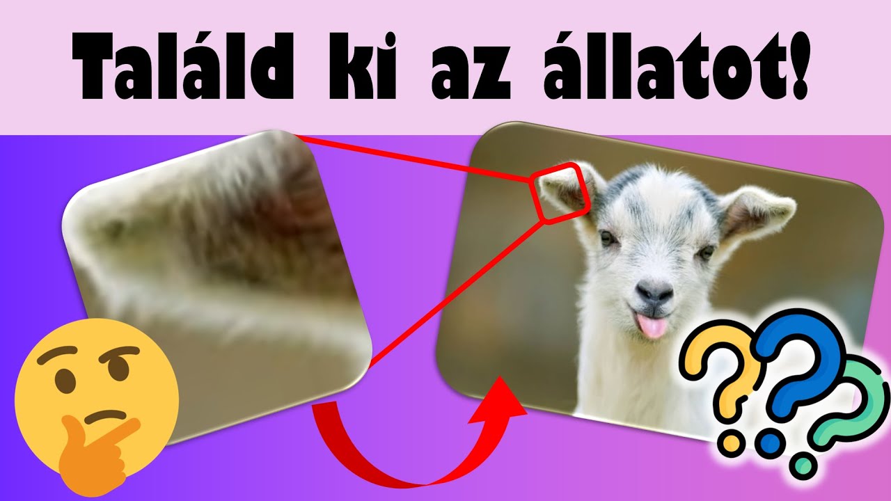 Kvíz: Kitalálod 5 másodperc alatt az állatokat? | 40+1 kérdés