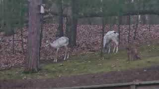 Piebald Deer family in our backyard 4.5.2024 by PrettySlick2 50 views 1 month ago 35 seconds