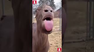 Download Lagu Kambing melet melet 😛 #animals #shorts #kambing #fannyvideo MP3 Download Lagu Kambing melet melet 😛 #animals #shorts #kambing #fannyvideo MP3