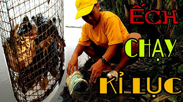 Đặt Lợp Ếch Mưu Sinh Mùa Nước Nổi || Địa Điểm Bờ Kênh Ếch Chạy Kỉ Lục || Catch frog || Học vlog