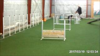 Felix flyball 10032017