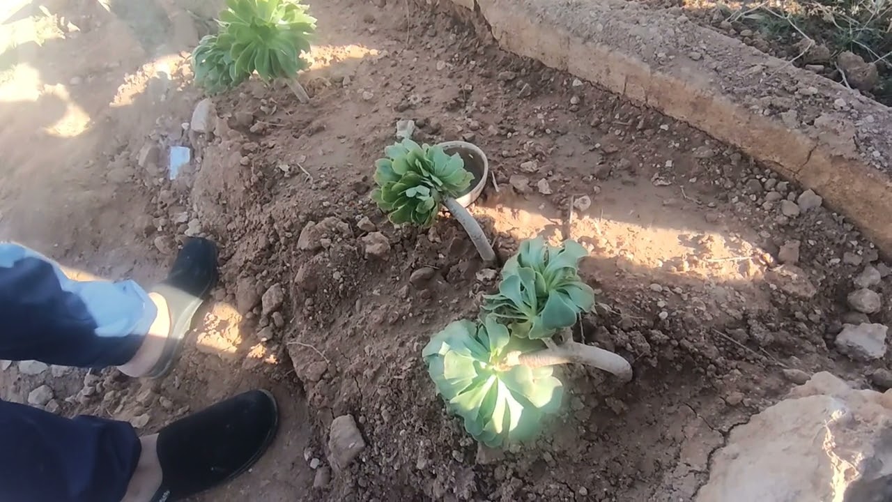 صاحبة قناة طرز و اتقان انتقلت الى رحمة الله اسألكم الدعاء لوالدتي الله يجازيكم بالخير 😭🤲🏽