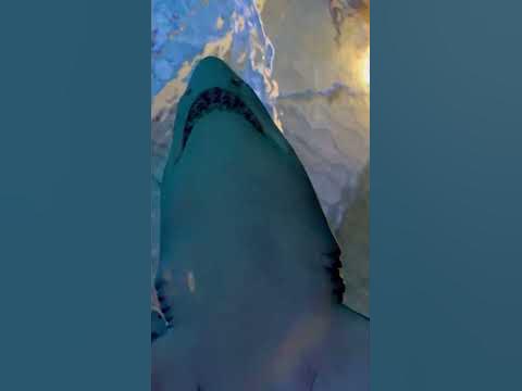 Shark caught on camera😱😱 - YouTube