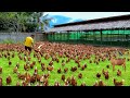 Free-range Chicken Farming(Episode 62)│Feeding hundreds chickens( Farm future breeders)Farm update!