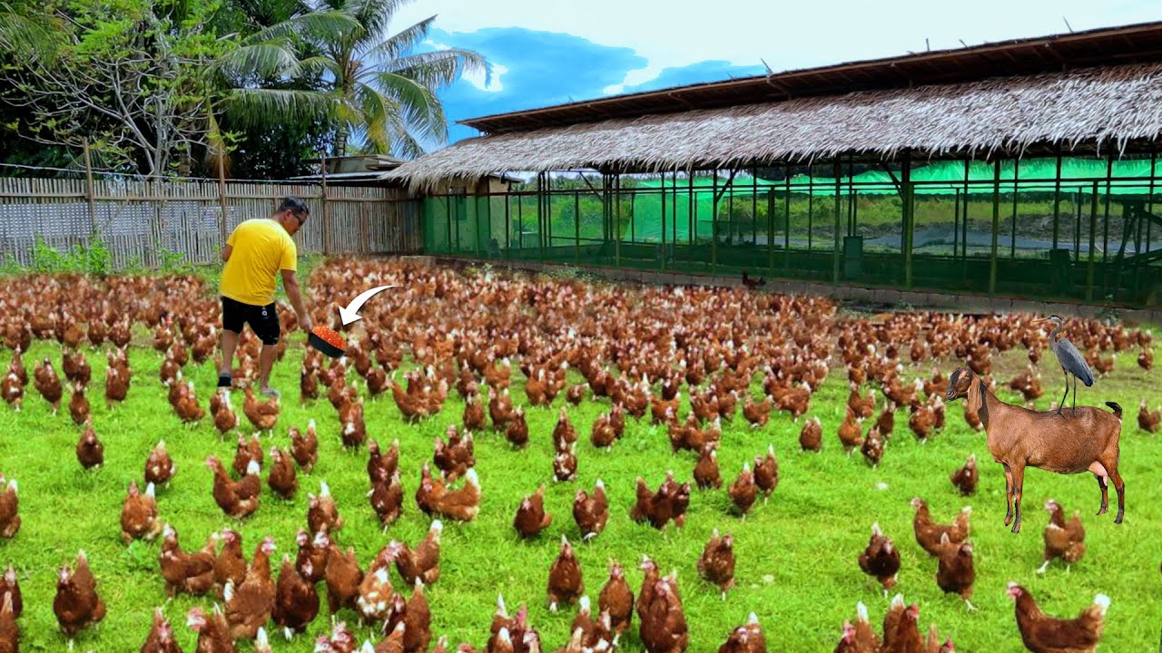 Free-range Chicken Farming(Episode 62)│Feeding hundreds chickens