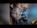 Как спасали котенка, которого живодеры заживо залили гудроном