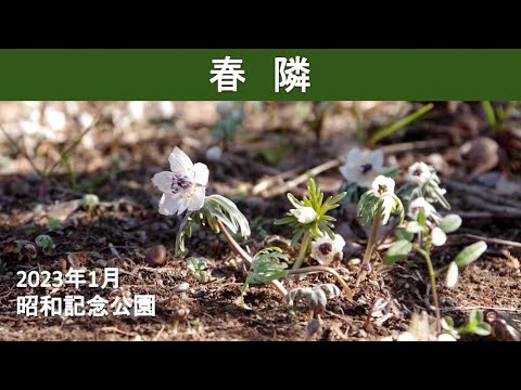 春隣「 昭和記念公園」2023
