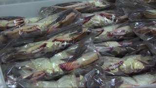 Paid Content by Handy Seafood Inc.  - Day in the Life of a Soft Shell Crab Packer screenshot 5