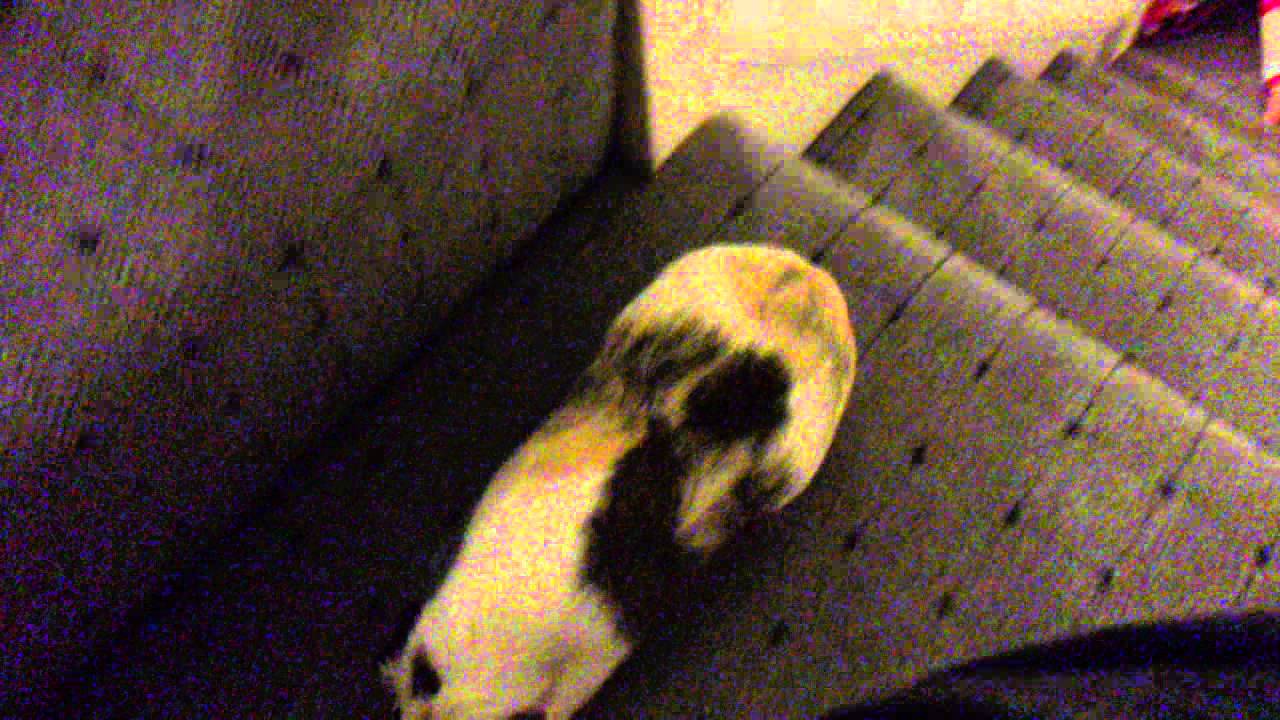 Guinea pig stair climb YouTube