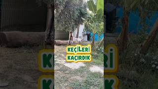 #keçi#goat #video #movie #reels #keşfet #fyp#funny