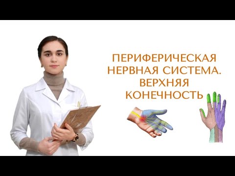 Периферическая нервная система. Симптомы поражения. Часть 1.