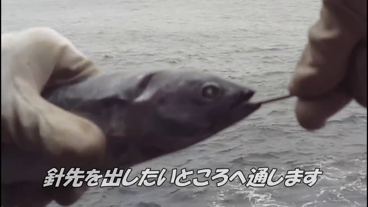 磯クエ メジカの刺し方 Youtube