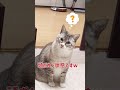 主が親知らずを抜いてきて遊んでもらえずため息をつく猫