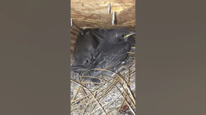 Starling Nest in a House in Atlanta