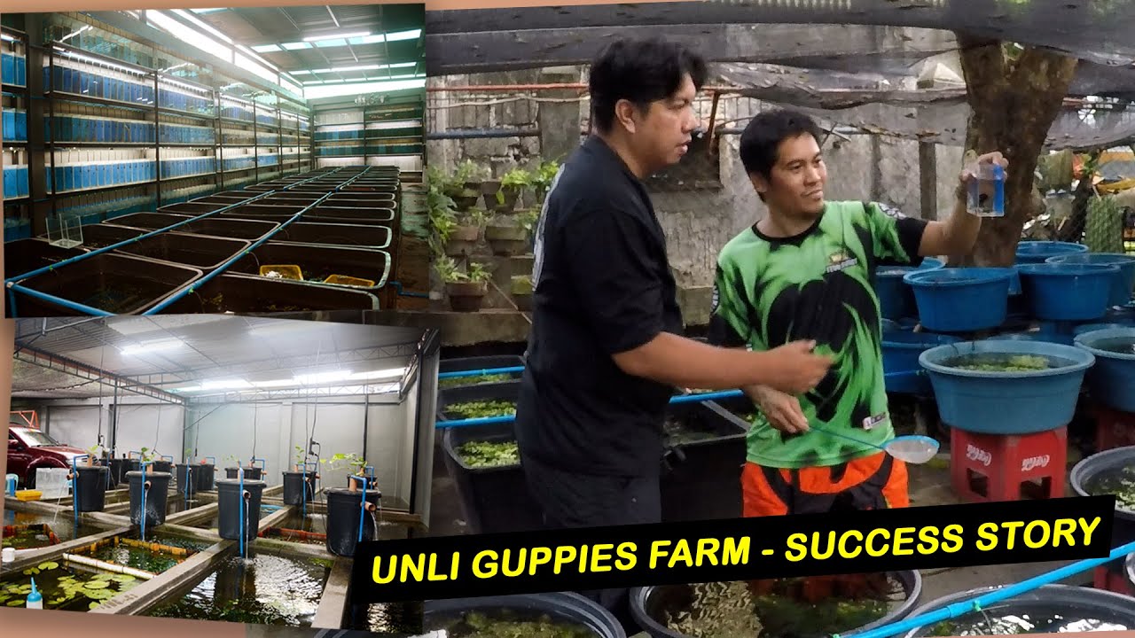 Unli Guppies - Success Story