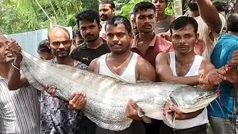 Catching a MONSTER grouper from under the PIER!! #skyway #fishing #bigfishHomeShorts
