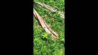 আমদর বডত সপSnake In Our Home