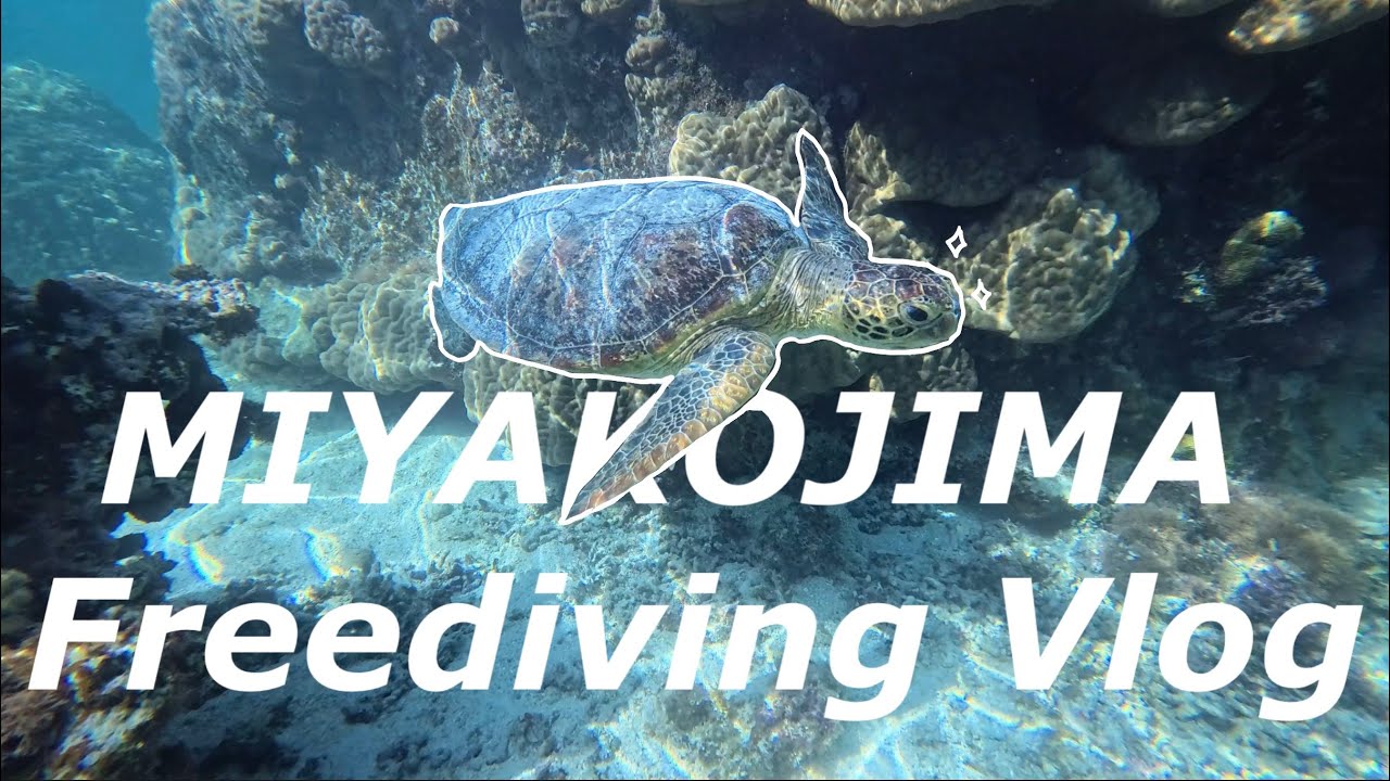 [Vlog]미야코지마 Day3 이라부, 아라쿠스쿠 거북이 스팟 프리다이빙