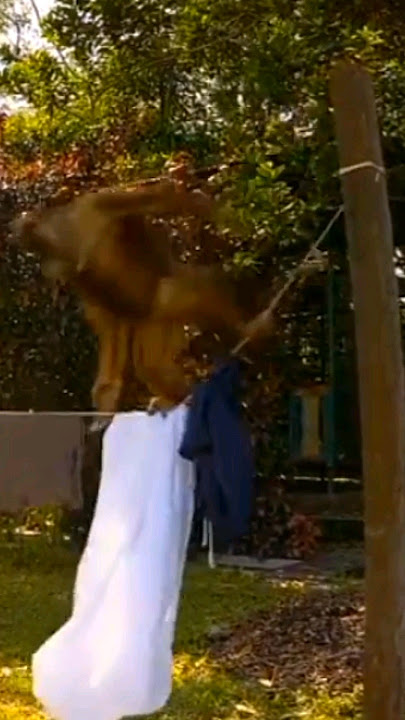 kera nakal berkeliaran di kampung #kera #orangutan #funnyanimals