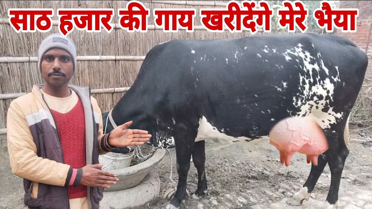 साठ हजार की गाय खरीदेंगे मेरे भैया #GopiArchanavlogs #cowforsalevideo 
