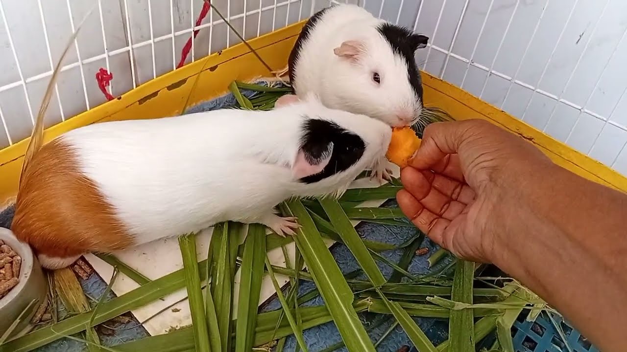 Porquinhos da Índia comendo e recebendo carinho ❤️ ❤️ 