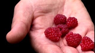 À La Découverte De La Permaculture Avec Fèriel Bissekri