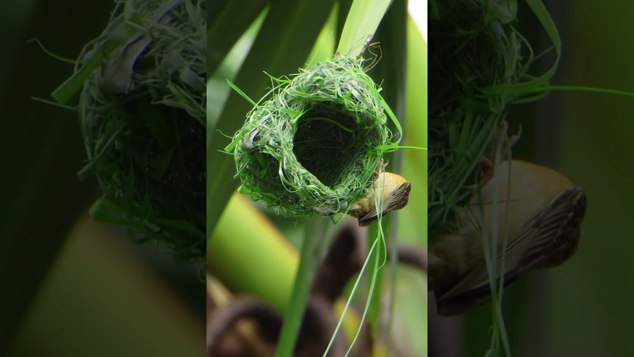 Amazing Weaver Bird Build New Home 352