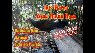Download lagu info harga Ayam Hutan Hijau Jantan remaja dan babon