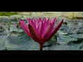 Drumelody Lotus Official Music Video 