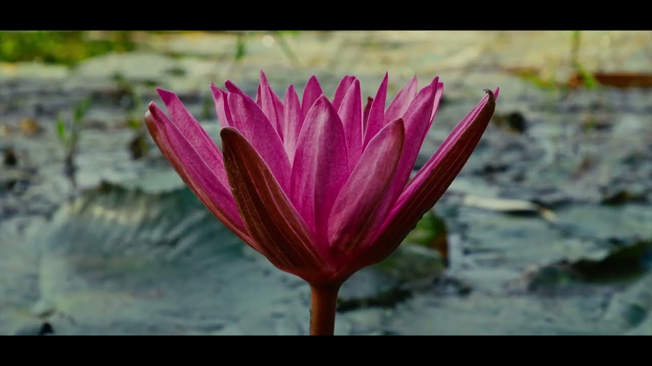 Watch Drumelody - Lotus | Official Music Video on YouTube Watch Drumelody - Lotus | Official Music Video on YouTube